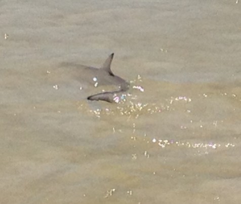 Wading with the (Baby) Sharks