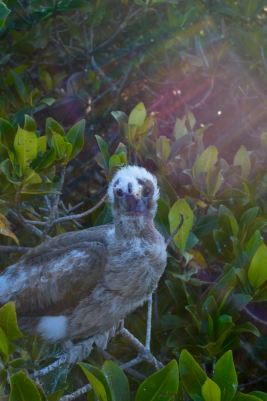 Red Footed Booby Baby